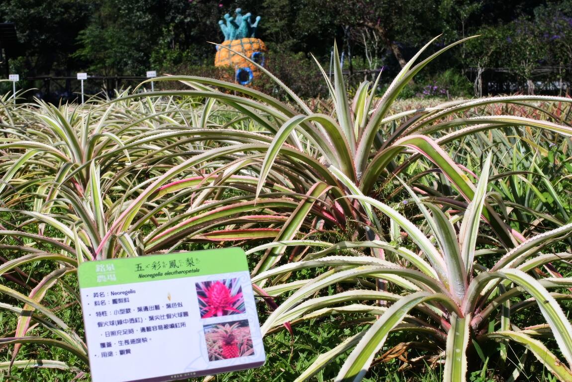鮮豔的五彩鳳梨從葉子跟果的顏色，就可以辨識出來。一旁的解說牌也很貼心為民眾說明品種的特色