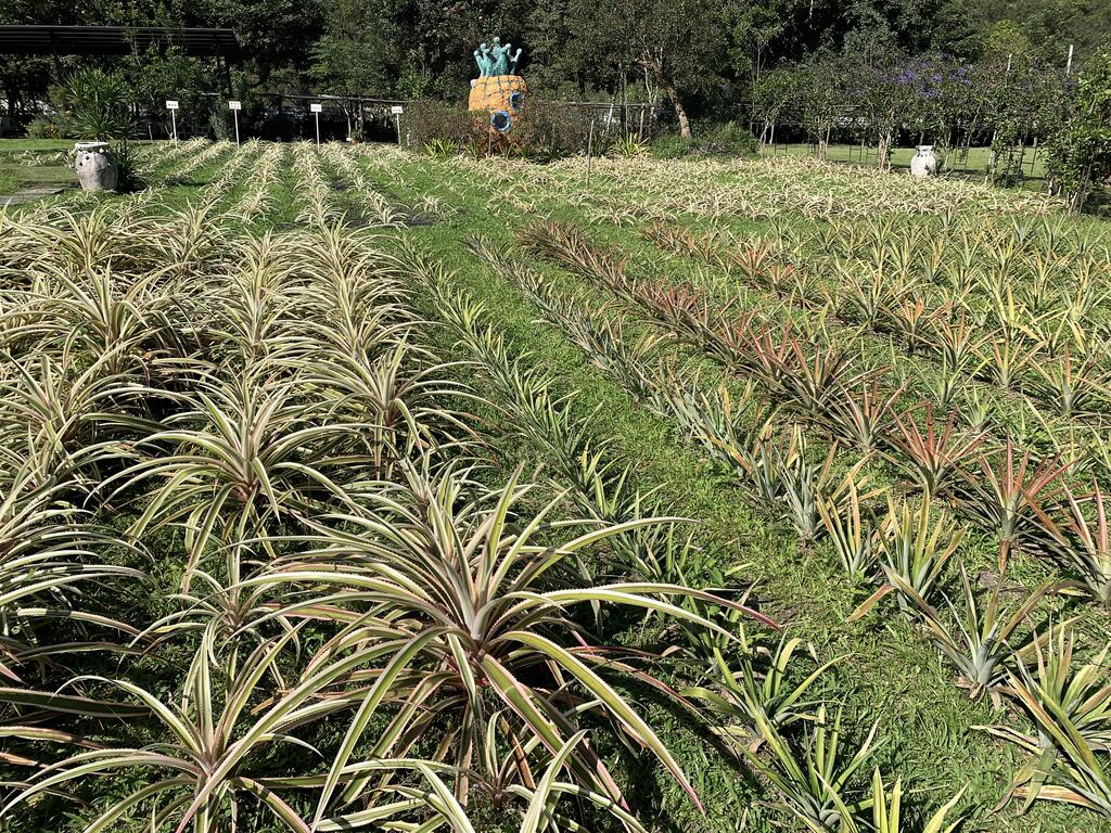 草地上種滿20幾種鳳梨，讓民眾了解豐富的鳳梨家族