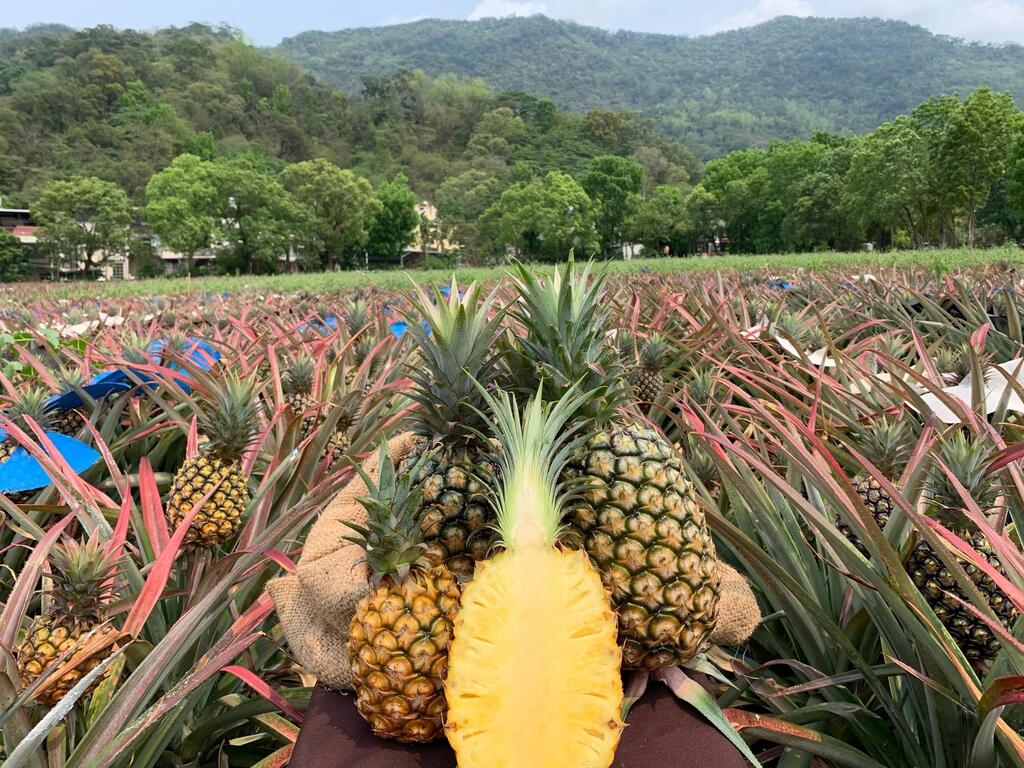 現採的鳳梨鮮果，酸甜美味，香氣濃郁