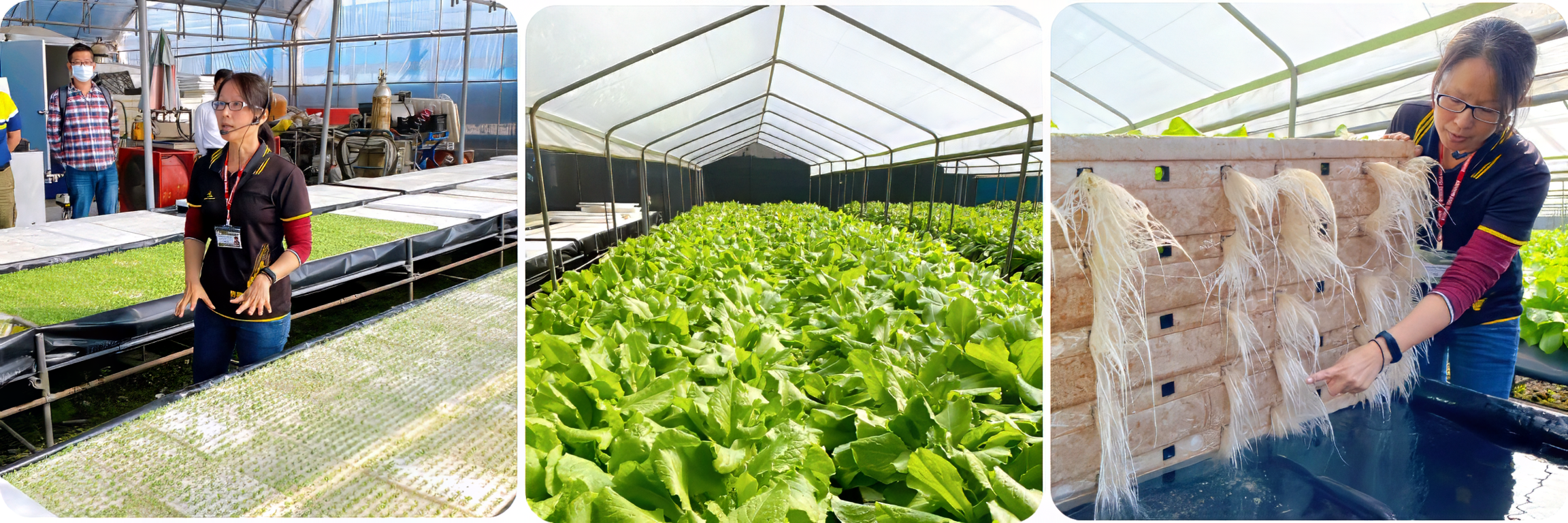 育成水耕農場主要是以A菜栽培為主。