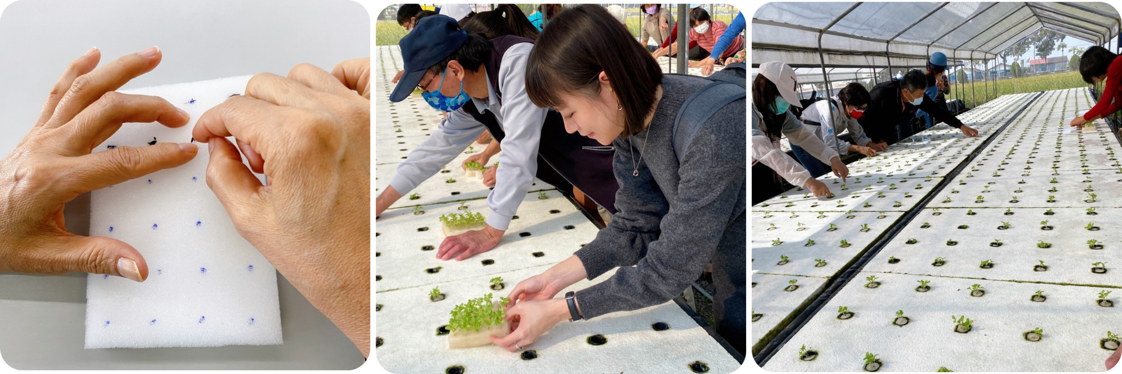 水耕種植體驗。