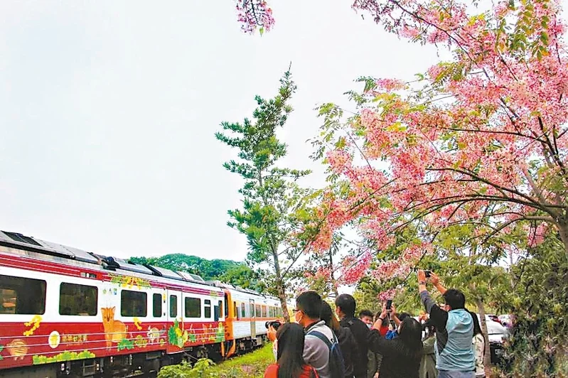 聯合報記者林宛諭／攝影 彰化縣二水鄉台鐵集集線旁的花旗木正盛開，一旁小火車駛過，花旗木與石虎列車相映成趣。(109年)