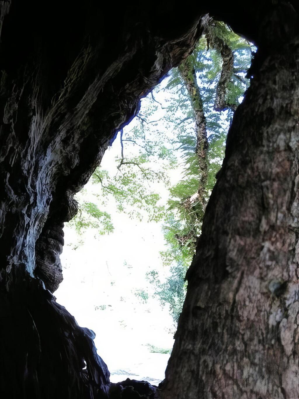 台灣造型的樹洞