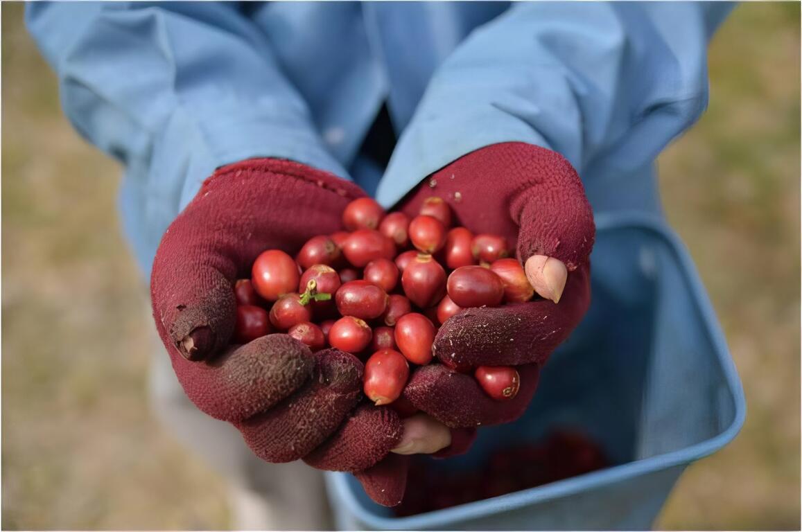 咖啡果實