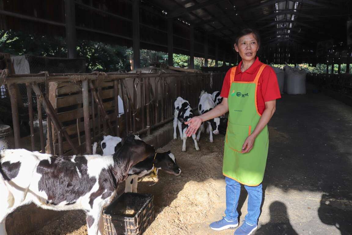 耀輝牧場的老闆娘親切地向遊客解說許多關於乳牛的知識