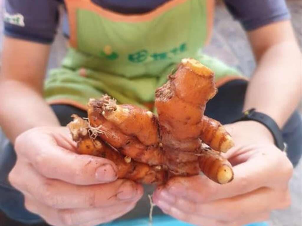 在地優良土質種植出厚實的薑