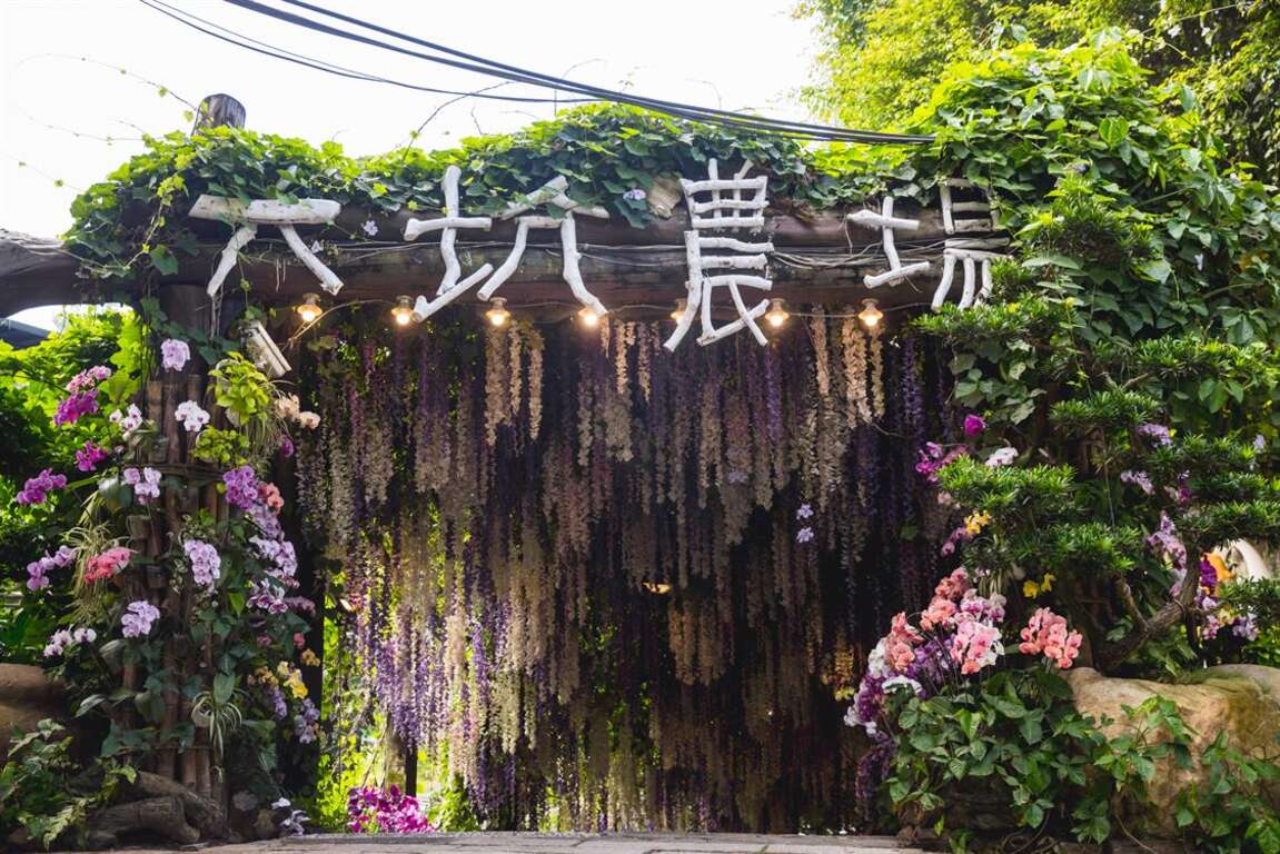 大坑休閒農場入口盛開的九重葛