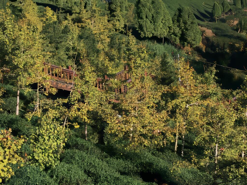 【大崙山銀杏林造林區】