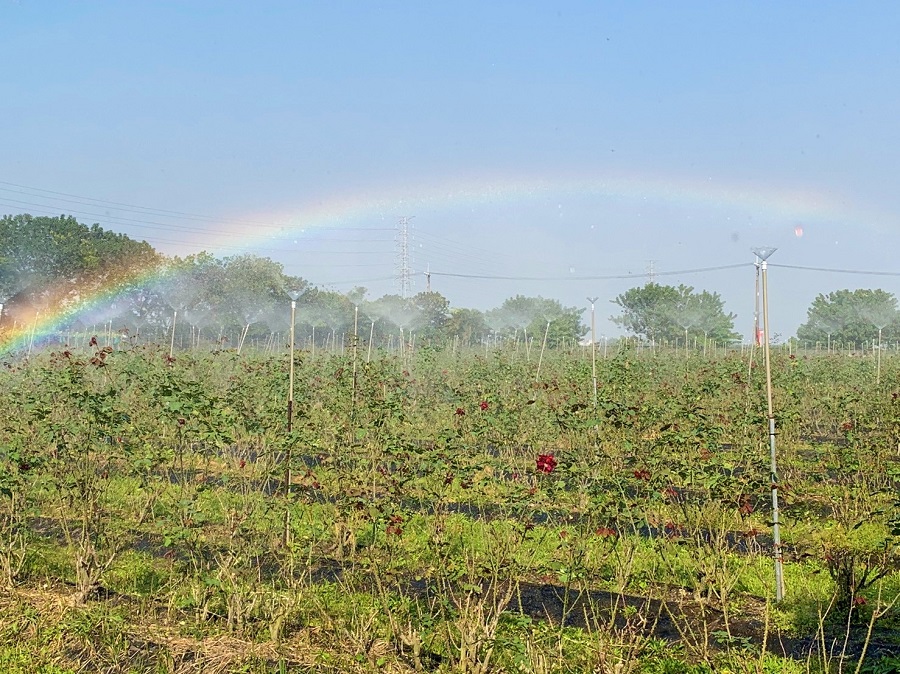 大花玫瑰休閒農場表示，玫瑰園透過大量灑水方式，降低蟲卵沾附葉面來除蟲害。