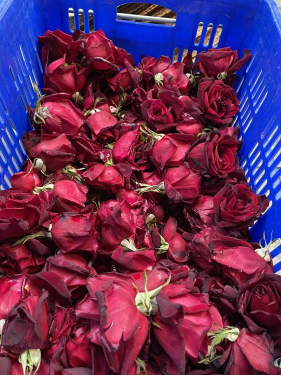 每天清晨工作人員從玫瑰園採收下來的新鮮花朵。