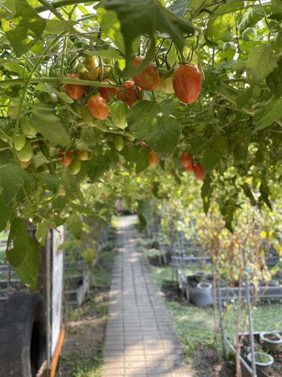 一顆顆橙紅的番茄小徑，通往觀賞用玫瑰園區，這裡的番茄也能自己摘採向園方購買。