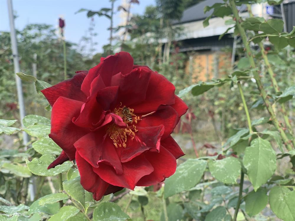 常見有蜜蜂忙碌的在玫瑰裡採花蜜，一樣身為忙碌的工作者，不忍心打斷牠，這朵就讓給你吧！
