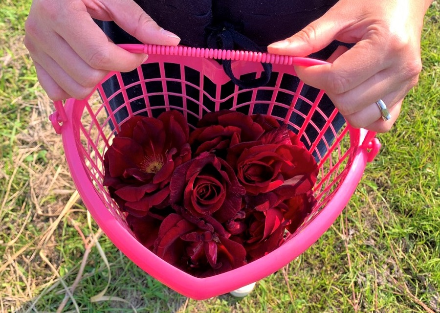 採好的玫瑰花帶回家，當天沒有吃完記得放入冰箱新鮮冷藏，食用前再以清水沖洗灰塵。