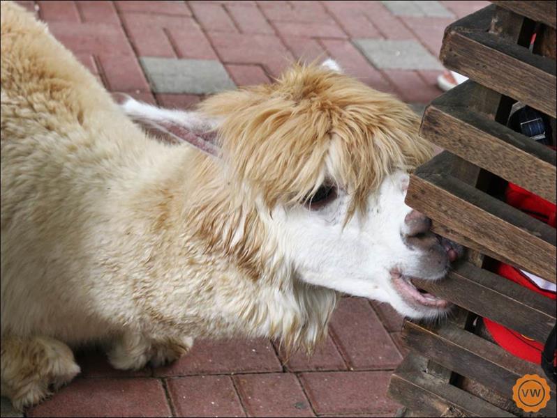 羊駝是一種優美且又很溫馴的療癒系動物，而在動保員的細心照料下，每一隻羊駝都肥肥胖胖的，更顯可愛，瞧這隻在咬著木柱，是不是超可愛！