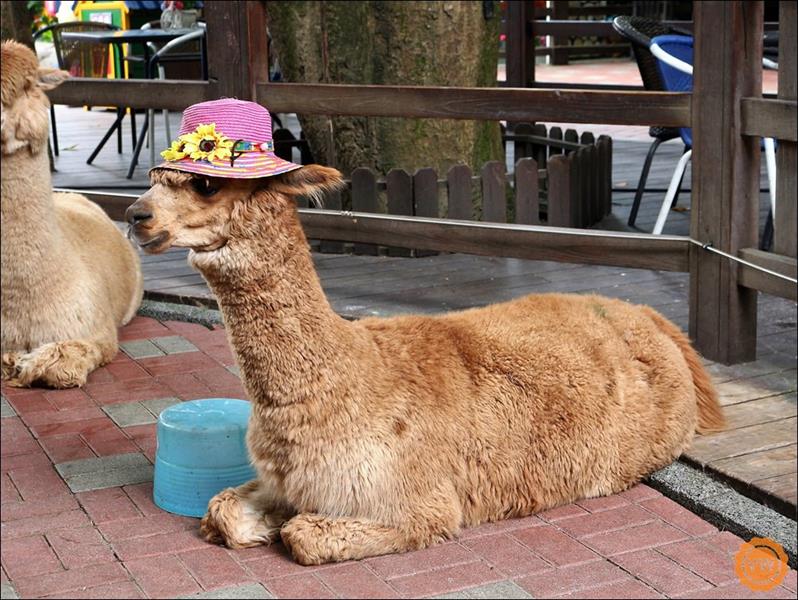 再則園區內還有幾隻經由訓練師調教出來可與遊客拍照的草泥馬，瞧這隻帶上小花帽的草泥馬可不是大布偶哦！而是活生生的草泥馬！