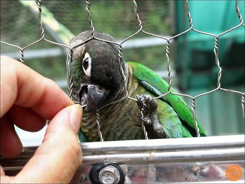 鸚鵡吃著葵瓜子。