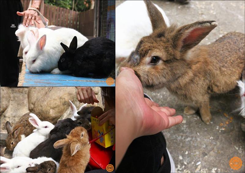 可愛兔子互動區。