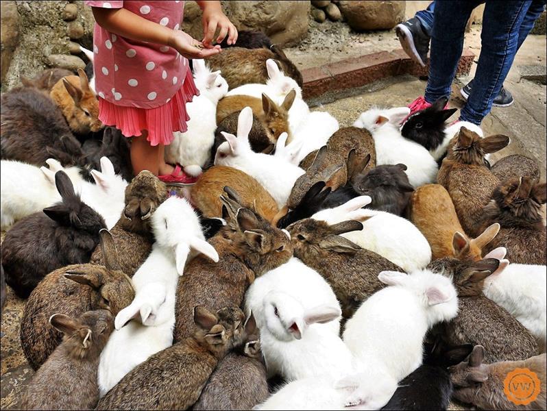 喜愛小動物的大小朋友們，想要體驗一下被一大群可愛的小兔兔圍繞的感覺嗎？快來哦！