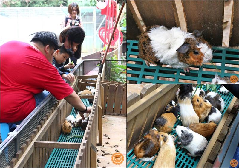 園區內也備有牧草供客人購買之後即可餵食天竺鼠，瞧這一隻隻天竺鼠咬著牧草的模樣，是不是很可愛？