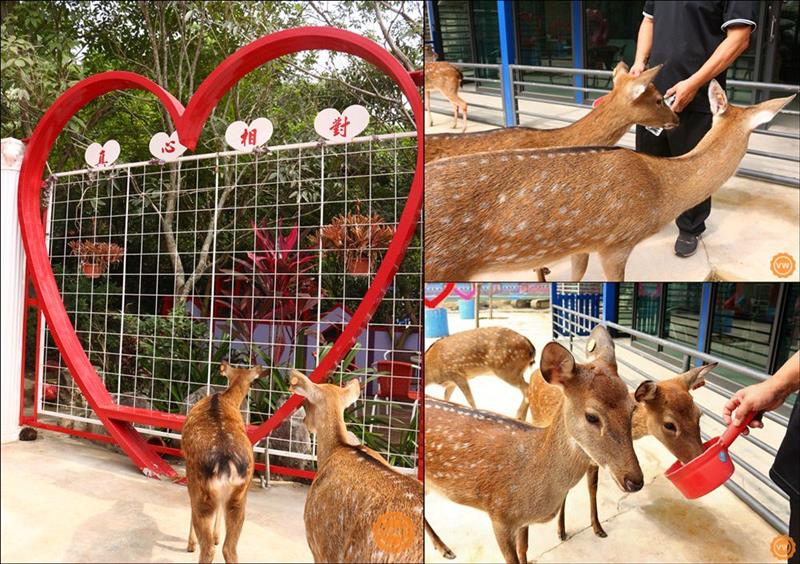 還有另外一區也是婚攝區之一，同時在這裡有放牧梅花鹿。