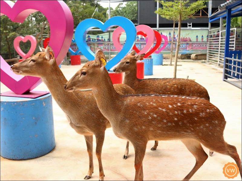 梅花鹿都很溫馴親人。