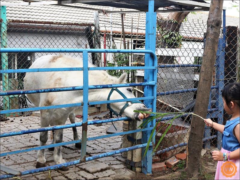 等候披薩出爐的時間，可以先到服務處外看看小動物，也可以體驗一下騎馬、餵馬的樂趣！