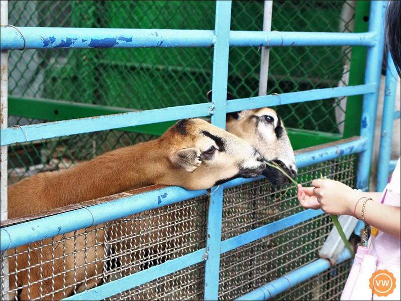 體驗餵羊的樂趣。