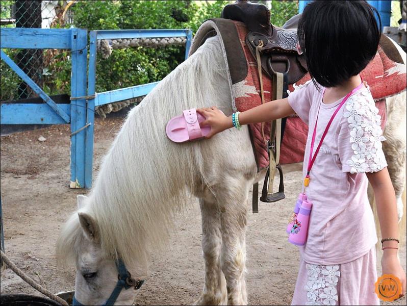 話說騎馬之前，也可以親身體驗一下幫馬刷毛的樂趣！