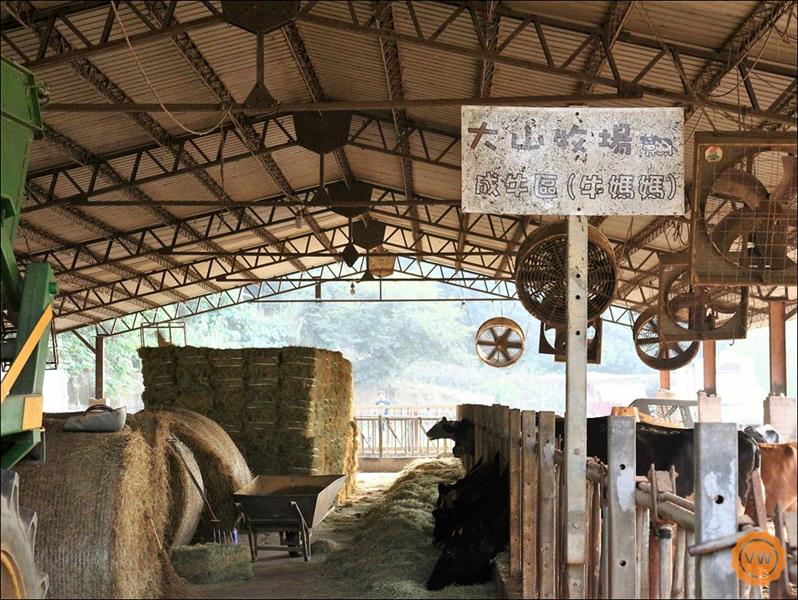 成牛區及堆疊排列整齊的牧草。