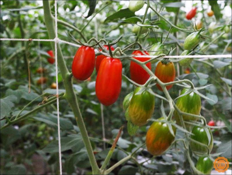 粒粒飽滿的番茄。