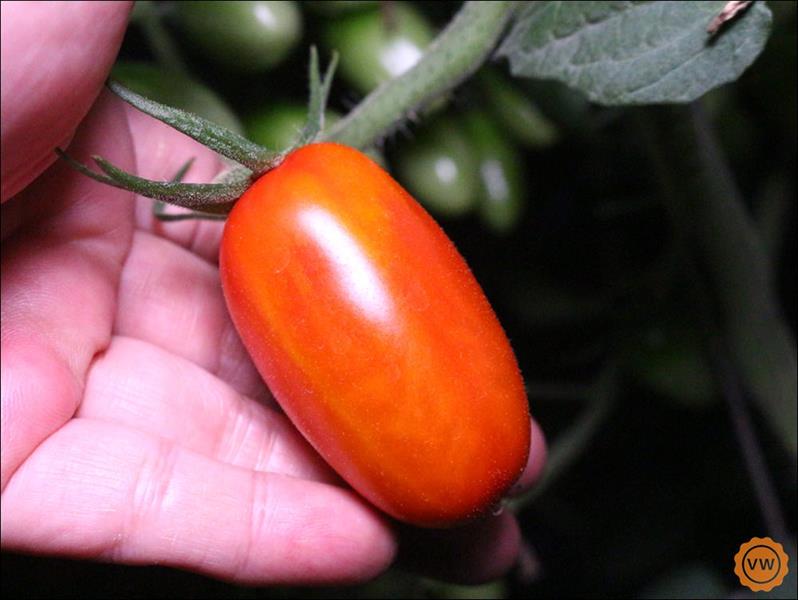 每一顆番茄不僅大粒，嘗起來的口感也份外的鮮脆而且香甜又多汁！