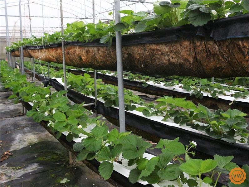 另外園區內還有草莓，一樣可以供遊客進行採果的體驗。