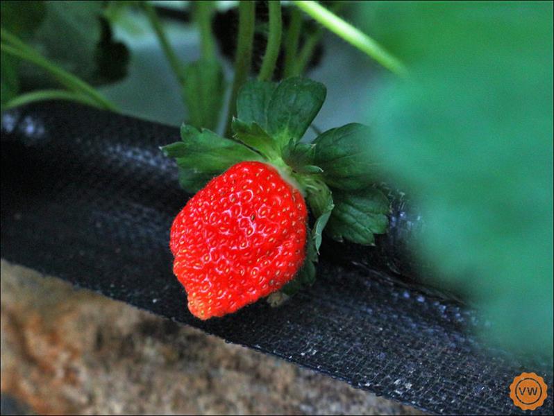 色澤鮮紅的草莓。