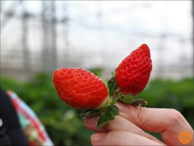 親手栽採的可愛草莓。