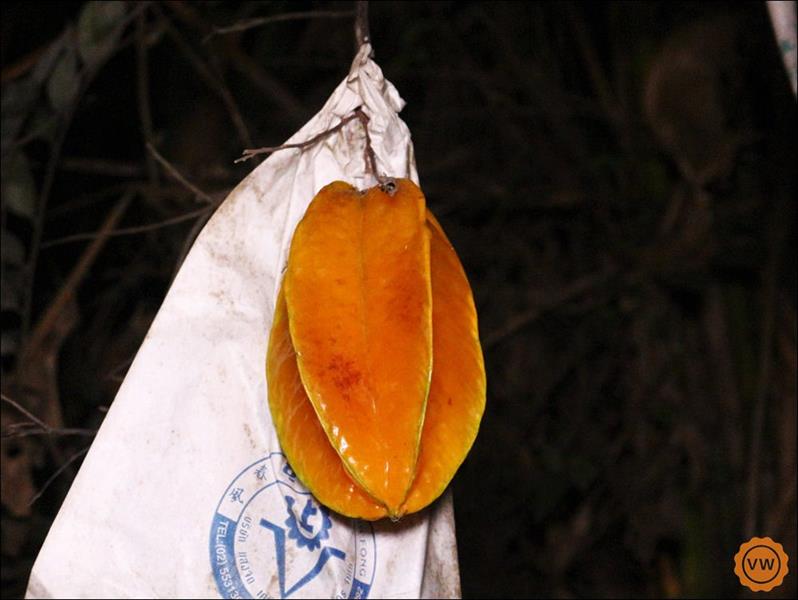 話說當天來到楊桃園時，其實天色已經暗下來了，不過藉由手電筒，還是可以看到楊桃樹上果實碩大的楊桃！