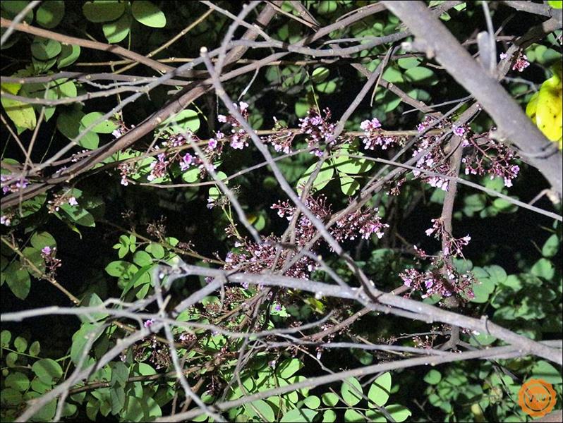 還可以看到嬌小可愛的楊桃花。