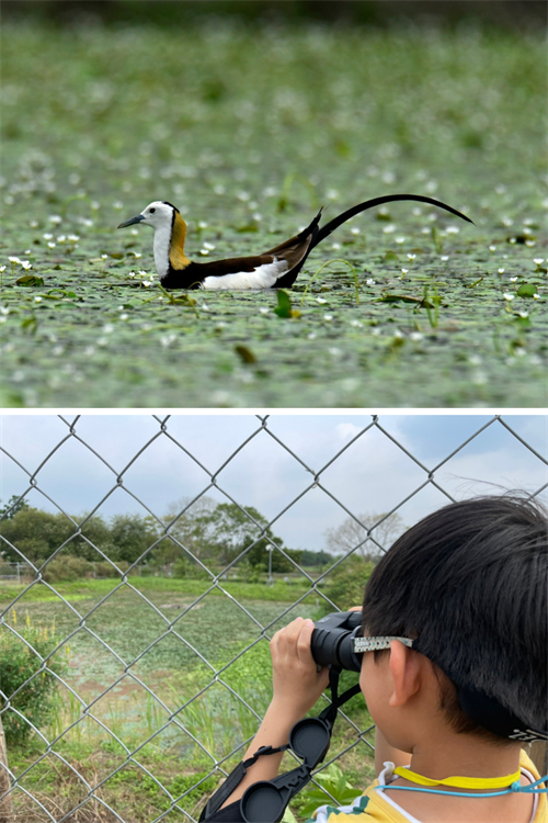 生活在野蓮田中的水雉成為旅程中的焦點之一 （圖由《美濃湖水雉復育工作站》授權分享）