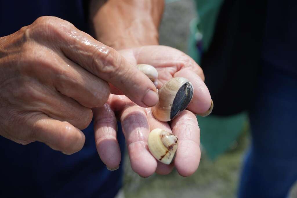 挖起的文蛤可以從殼的生長紋路看出是何時放入濕地裡養殖