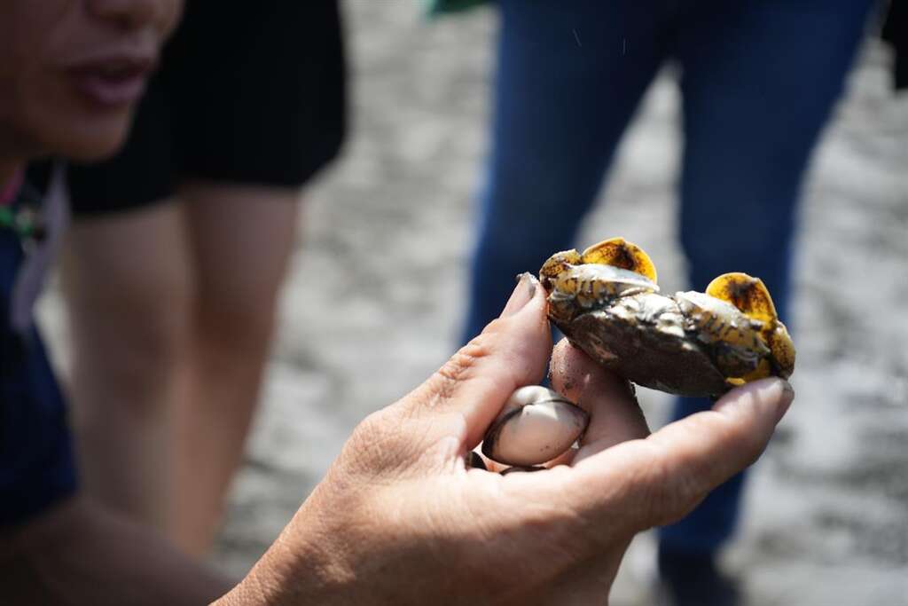 濕地還會挖出不同生物，像是金錢蟹