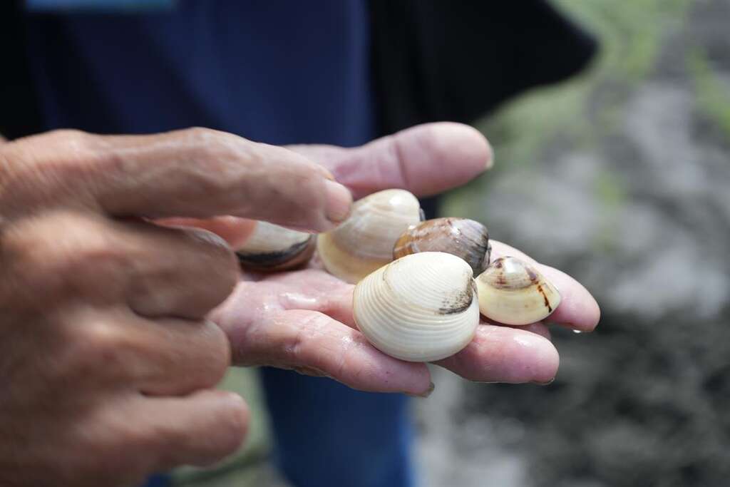 潮間帶還可以捕到其他種類的文蛤，例如：皺助文蛤。