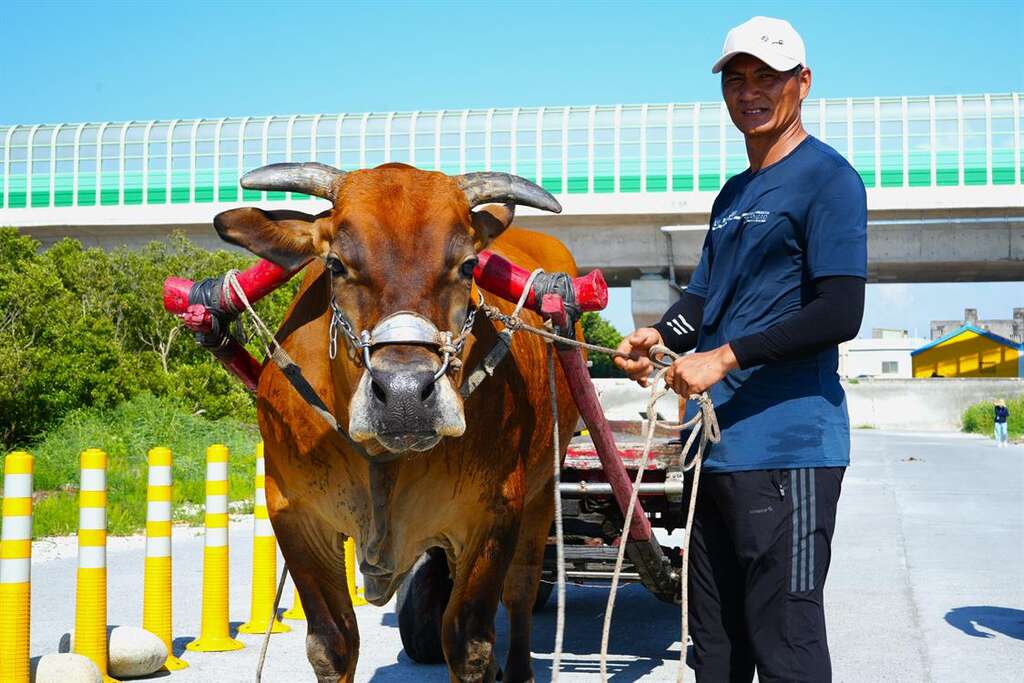 黃牛可以幫助蚵農深入泥質潮間帶進行採蚵工作。