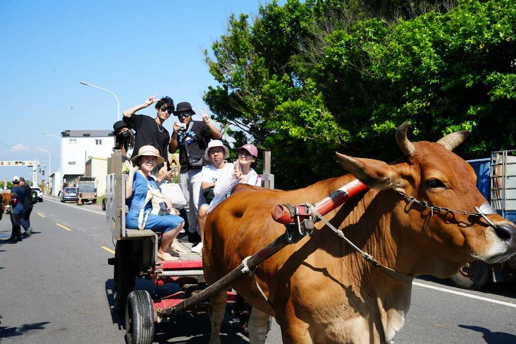 遊客搭乘牛車好似乘著時光機，隨著牛步回到50~60年代的彰化沿海。