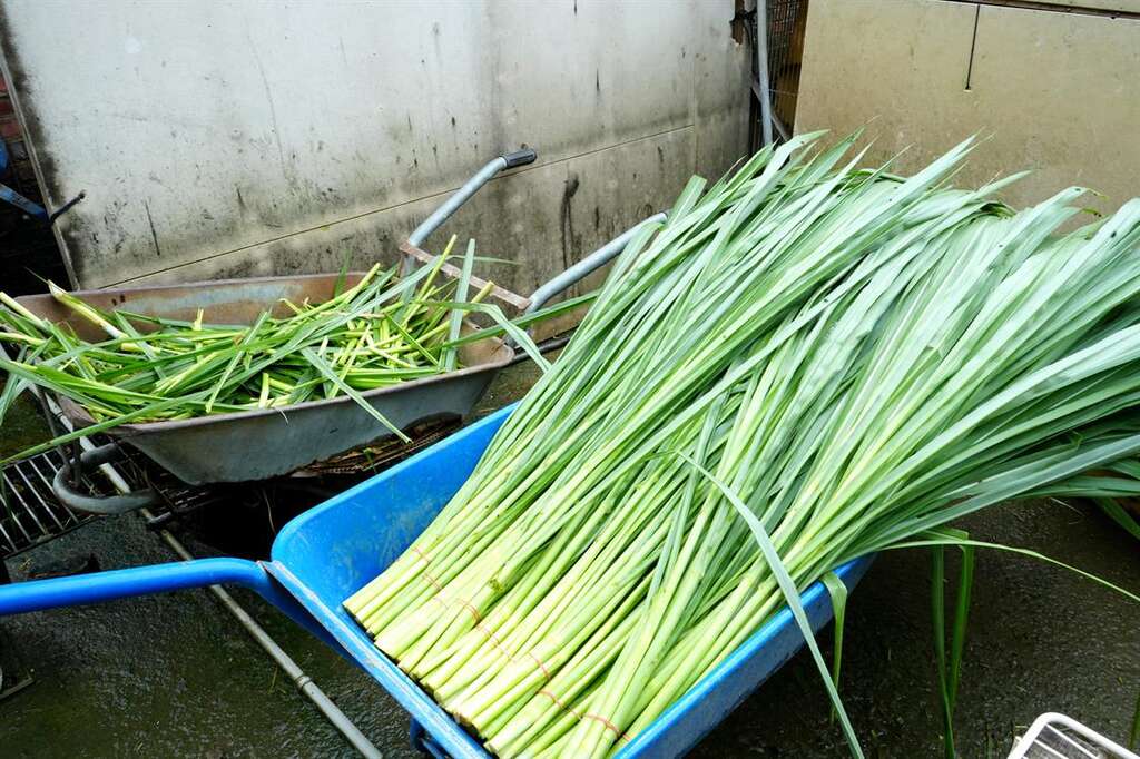 園區內備新鮮的牧草提供旅客餵養