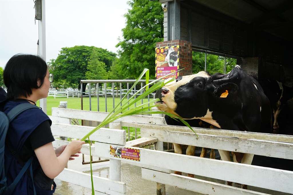 體驗近距離餵養乳牛的樂趣