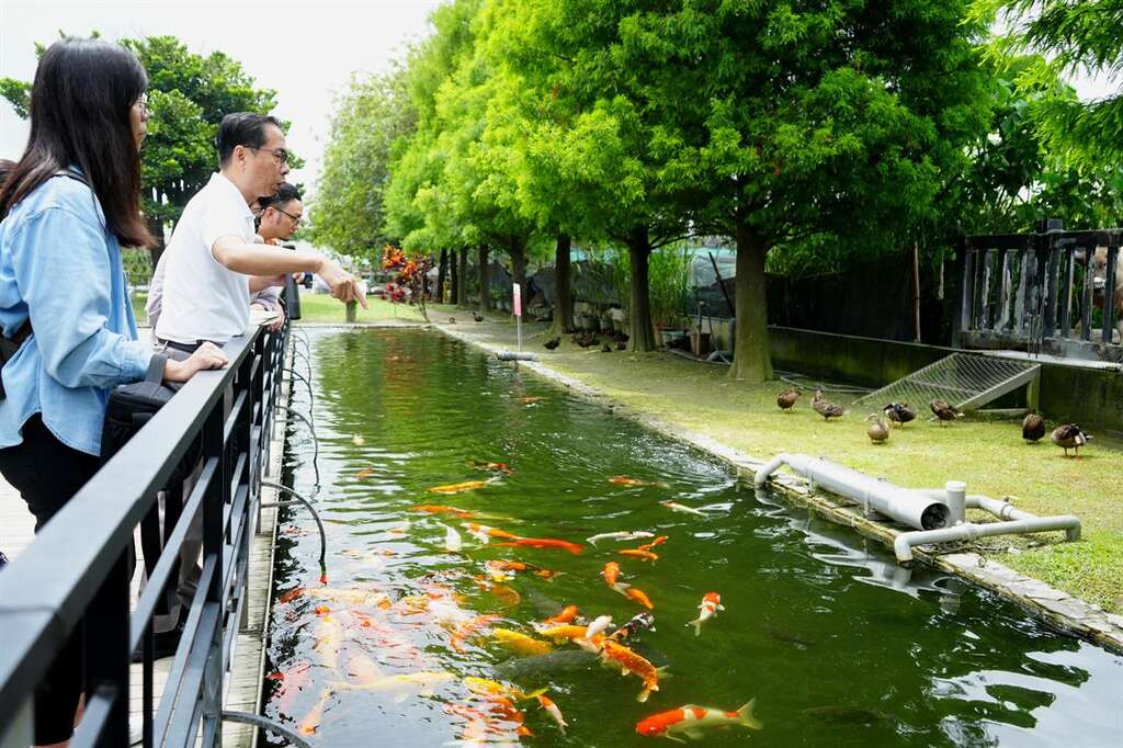 園區內景觀魚池可以欣賞到象徵財富及美感的錦鯉活躍水中
