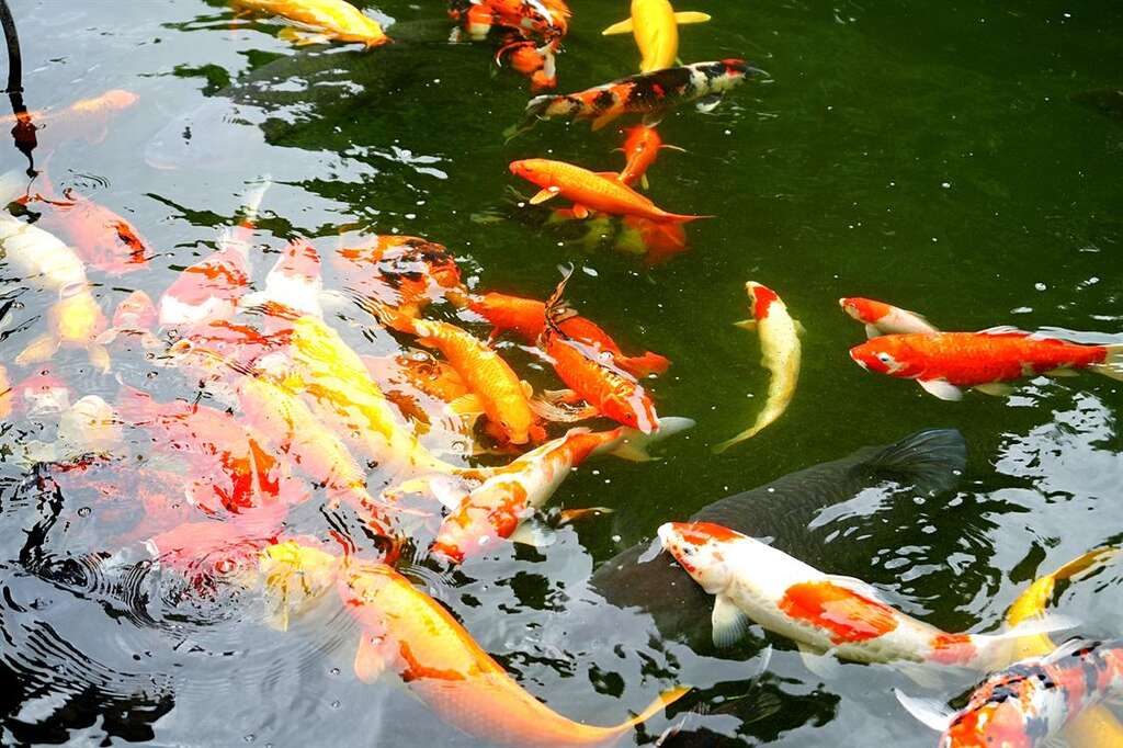 五彩斑斕的錦鯉是享譽國際的驕傲，同樣是來自崙背在地場域—欣昌錦鯉養殖場