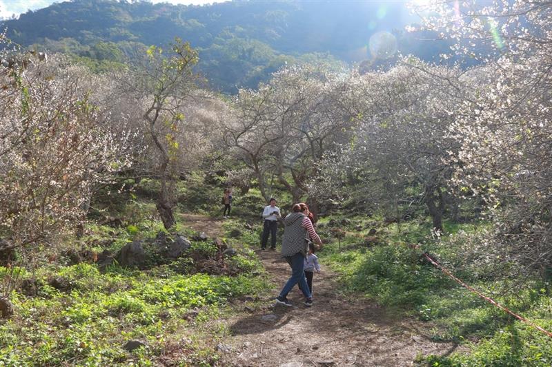 今年的梅花很爭氣,彭家梅園已經一片雪白,還有許多含苞待開。