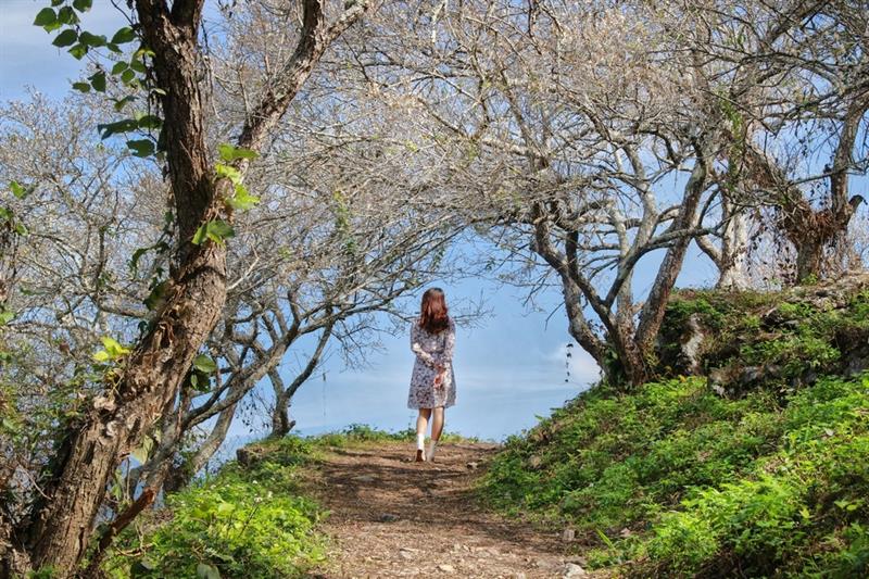 雪白花海奇景總是吸引絡繹不絕的遊客。