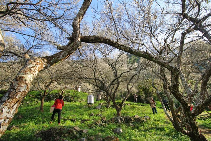 該處推薦可以繼續往上走~上方的角度還不錯,可以俯瞰大片梅花盛況。