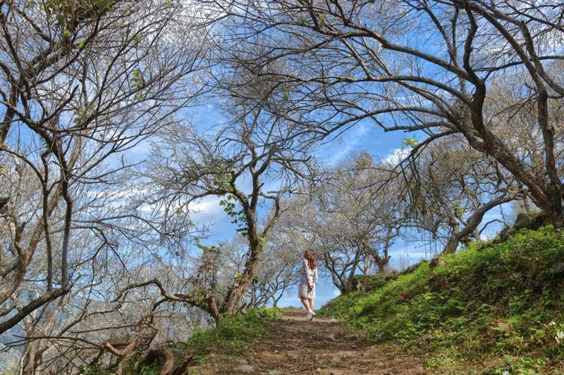 今年花況相當不錯,預計這幾周就會大爆發囉。